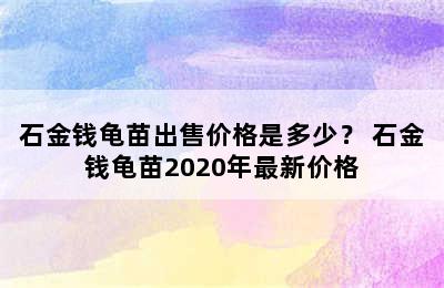 石金钱龟苗出售价格是多少？ 石金钱龟苗2020年最新价格